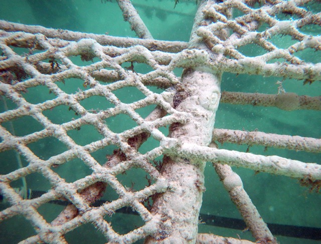 Month 1 Rock Formation